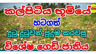 කල්පිටියේ වැලි බිම් වල මහා පුදුමය #siwhelatv #sampathbandara