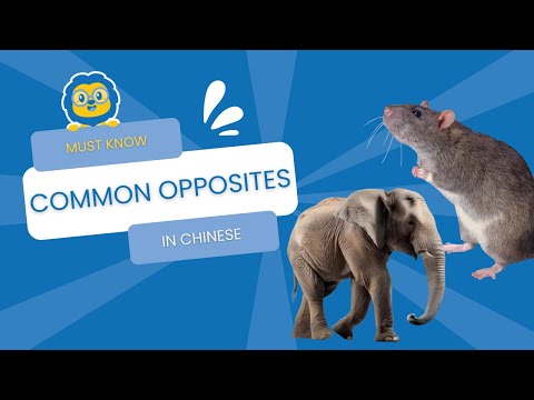 Opposites in Chinese 🐁/🐘 Learn the Most Common Opposites in Chinese