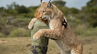 Man saved a bobcat cub.Years later, when they were reunited, the bobcat did something unbelievable