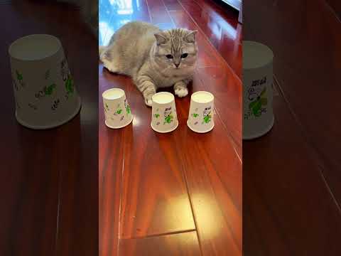 Cat Shocked his Owner 😃