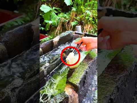 The Japanese Restaurant With No Waiters