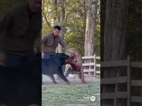 Rottweiler vs Leopard: Backyard Battle Over a Baby Goat | CCTV Footage