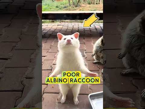 This kind person helped an albino raccoon