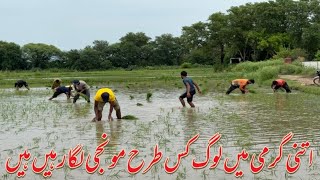Gao thathi khurd mein munji dhan ki fasal lagai ja Rahi hai village vlogs 2025