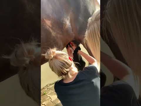 Nettoyage du Fourreau, cheval soins