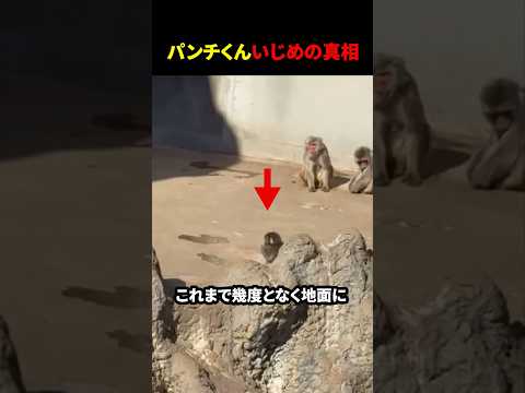 パンチくんいじめの真相…⁉︎#バズ#動物#サル#パンチくん#がんばれパンチ #shorts