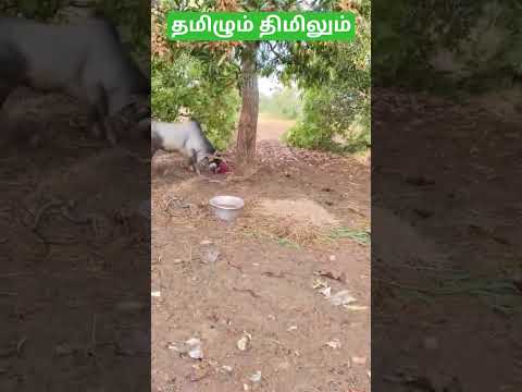 முரட்டு கேடி காளை #வாடிவாசல் #ஜல்லிக்கட்டு