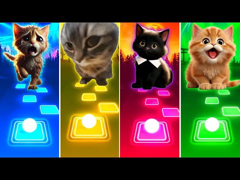 Sad Cat vs Chipi Chipi Chapa Chapa Cat vs Wednesday Cat vs Shakira Cat - Tiles Hop EDM Rush