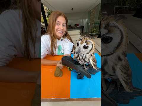 TUDO O QUE A CORUJA ESCOLHER, EU VOU GANHAR !! #shorts