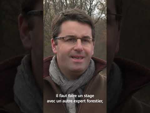 DIM Interview expert forestier Projet Plantation