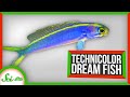 Tilefish Color Change Mechanisms