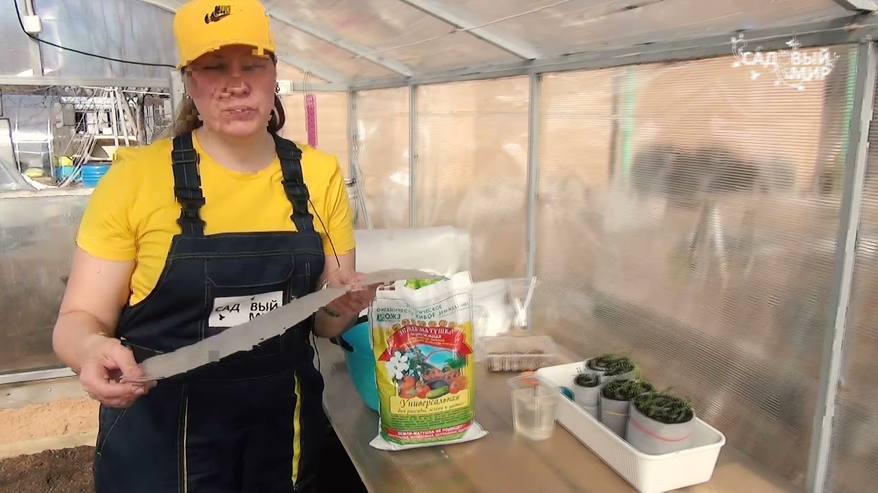 Сею бархатцы в пеленки и улитки на рассаду На минимальной площади - максимально рассады цветов