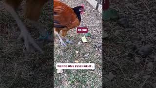 Frau vs. Mann beim Essen! 🐓😂 Wer kennt dieses Beziehungs-Drama? #ugccreator