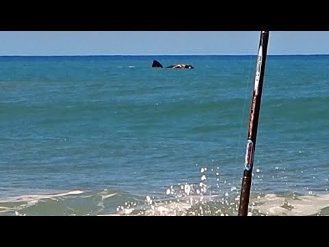 LA PESCA DE PLAYA ME SORPRENDIÓ AL VER EMERGER ENORME BESTIA DEL MAR