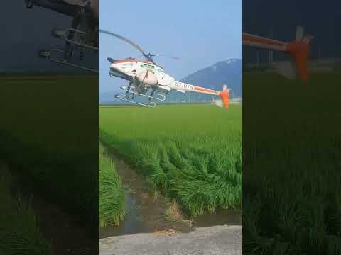 무인헬기 논 농약살포 방제해요