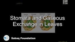 Stomata, Exchange in Leaves