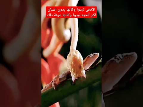 طريقة ملكة الافعى مع وحران العودي كانت غير متوقعه #shorts