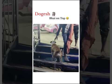 Bhai Chara On Top #shorts #dogs #funny
