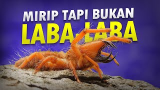 LABA-LABA UNTA? UPDATE PATCH APALAGI INI? #AlamSemenit