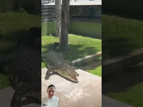 salty being salty. Huge 15 plus foot salt water crocodile!!! #crocodile #catchmeoutside