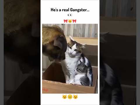 He's a real Gangster 👀😼 !! #cute #funny #viralvideo #love #youtubeshorts #shorts #ytshorts #youtube