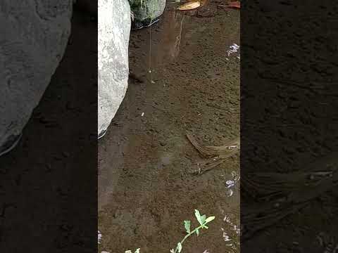 mancing ikan channa limbata, ikan bogo, atau ikan kotes jumbo