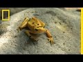 Golden Frog Conservation Efforts