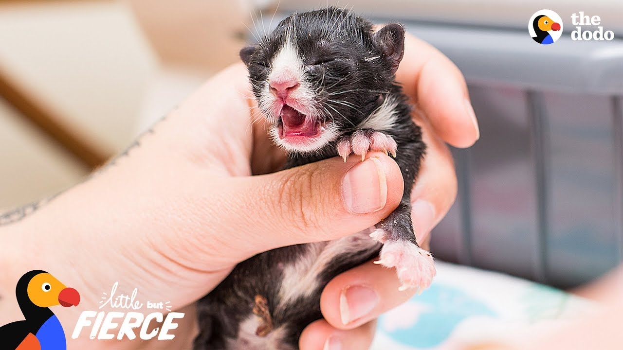 Kitten Who Needed An Incubator To Survive Grows Up To Be A Spitfire Little But Fierce