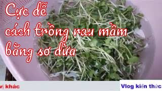 THĂM RAU MẦM TRỒNG BẰNG XƠ DỪA