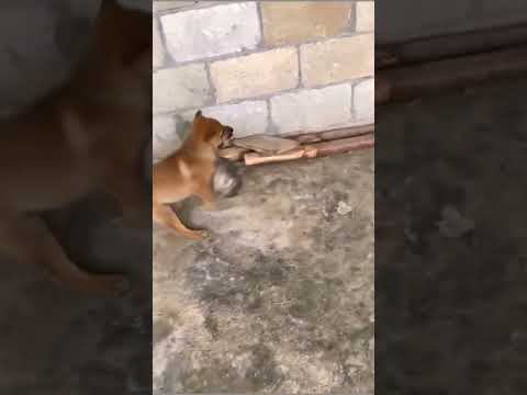 Chó khôn bắt chuột #shorts