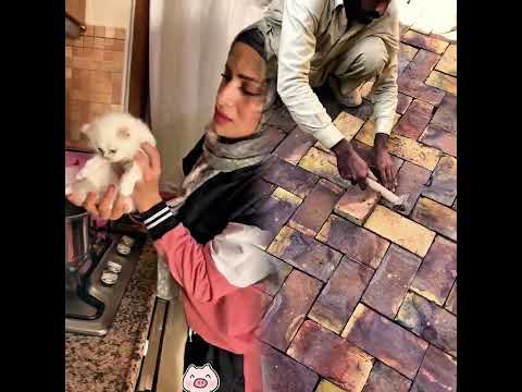 بنت تاكل قطة 😳😳😳 ام سيف #shortsvideos #funny #haihuoc #giaitri #النظافه