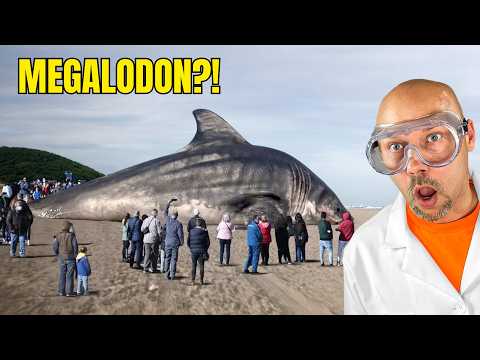 Does the Megalodon still exist?