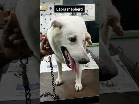 #Labrashepherd #doberman #pets#labrador #rottweiler #vet #veterinarian