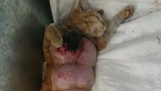 Michi abandonada con abdomen muy  hinchado 💔😞 - creditos: fundacionalmadegatocl