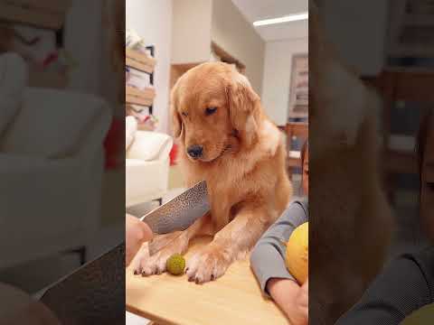 dog:Free kill and you still failed.狗狗：给你机会也不中用啊 #pets #goldenretreiver #dog #funny