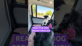 Reactive puppy makes big progress!