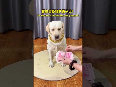 狗狗：自己不会舔啊?! Dog: Can't you lick it yourself?  #搞笑汪驾到#萌寵#寵物#搞笑#拉布拉多 #doglover #Labrador #labrado #dog