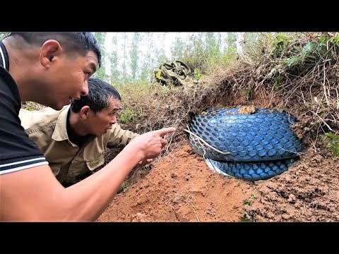 was horrified to discover a group of giant king cobras curled up in a hillside mound.