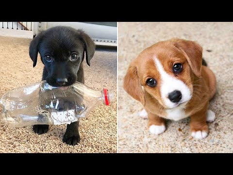 Funniest Animals 2024 😂 Best Funny Dogs and Puppies 😻🐶 Part 20 | Cute Baby Dogs