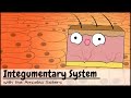 Integumentary System Concepts
