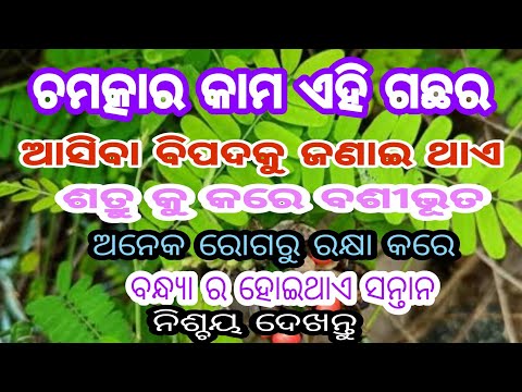 ଚମତ୍କାର କାମ ଏହି ଗଛର। ଆସିବା ବିପଦକୁ ଜଣାଇ ଥାଏ ଏହାର bracelet