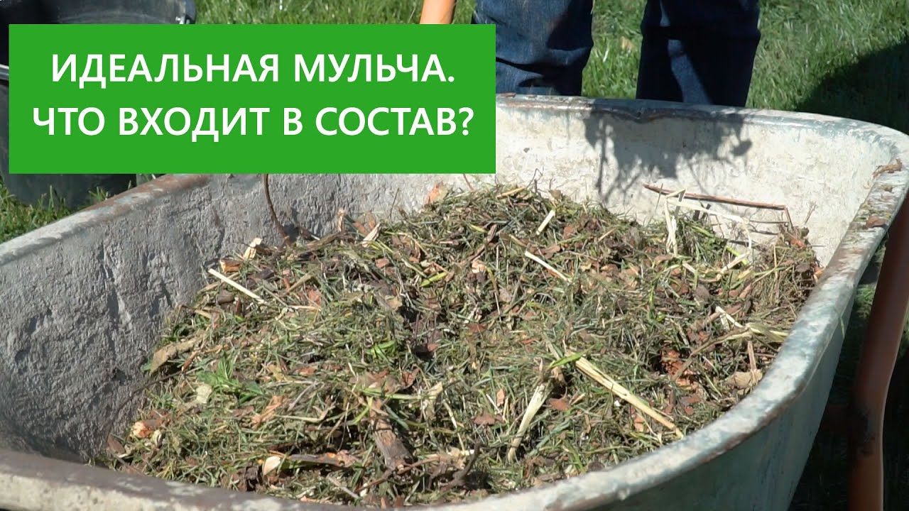 Рецепт идеальной мульчи! Здоровые растения, богатый урожай!
