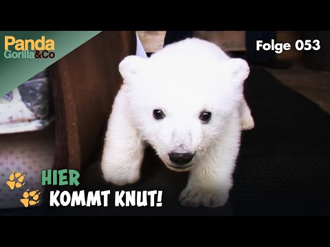 Baby-Boom im Zoo: Knut lernt laufen und Klein Darius ist nicht mehr so klein | Panda, Gorilla & Co.