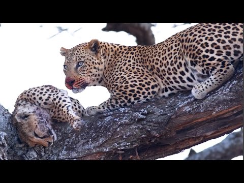 leopard kills a cheetah   Leopard vs Hyena