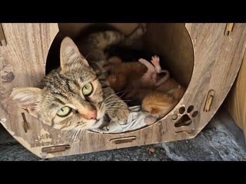 Cute tabby mother cat with little orange babies.