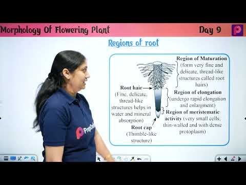 Day 09 Morphology Of Flowering Plants - NEET Most wanted Series by pooja mam