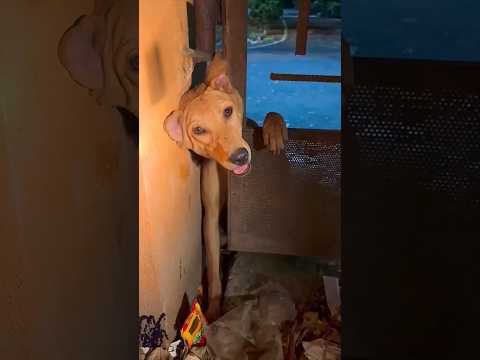 A dog was rescued after becoming stuck behind an iron fence. | Dog Stuck