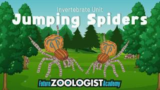 Jumping Spiders | Tiny Ambush Predators