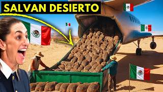 Castores Podrian Traer de Vuelta el Agua al Desierto Más Seco de México: Sonora