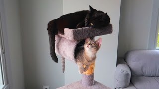 LOS NUEVOS GATITOS YA TIENEN SUS VOCES